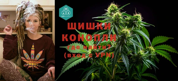 прущие грибы Аркадак